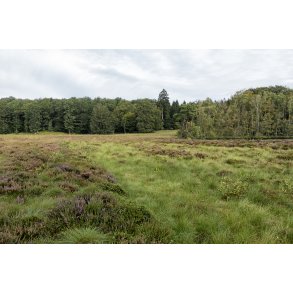 Hjmosen ved Store kss i Rold skov