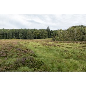 Hjmosen ved Store kss i Rold Skov