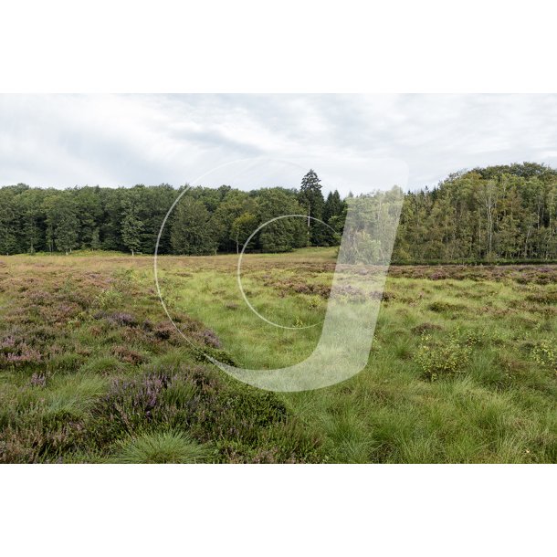 Hjmosen ved Store kss i Rold Skov