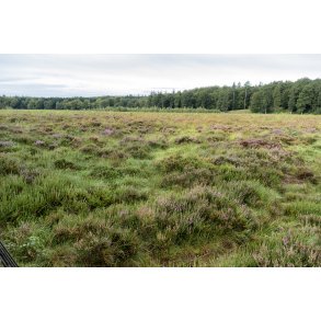 Hjmosen ved Store kss i Rold skov