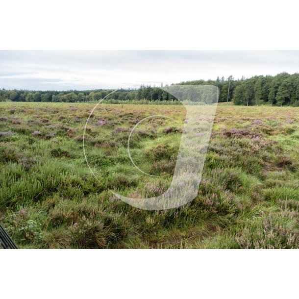 Hjmosen ved Store kss i Rold skov