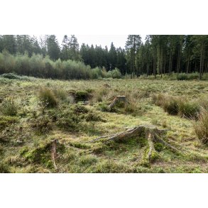 Hjmosen ved Store kss i Rold skov