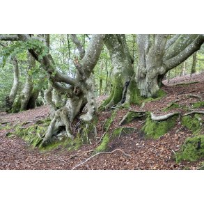 Trolde skov ved Store kss i Rold skov