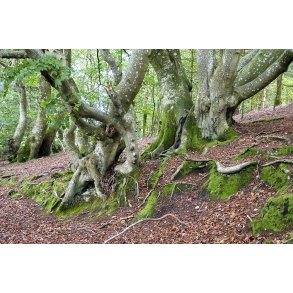 Trolde skov ved Store kss i Rold skov.