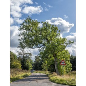 Vej og natur ved Tranbjerg