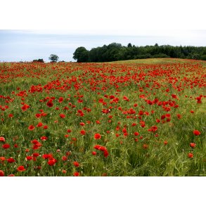 Valmuer - 50 x 70 cm