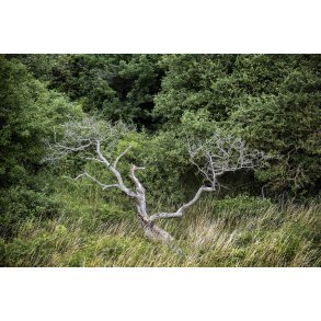 Jernhatten er en fredet bakke og udsigtspunkt p Djurslands stkyst ud mod Kattegat