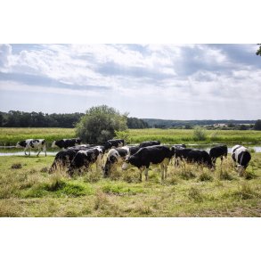 Gr�ssende kv�g ved Guden�en, set fra Egeskoven i Lang�