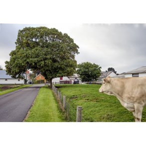 Specielt tr ved byskiltet i store Arden