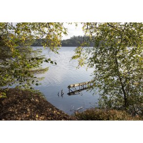 Tidligt efterr ved Store kss i Rold Skov