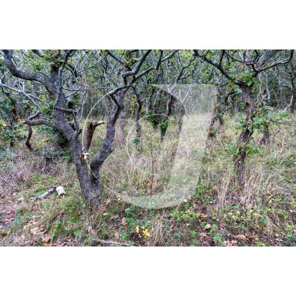 Ahl plantage