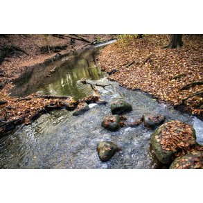 Giber � t�t p� gl. Beder landevej