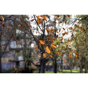 Efter�r i T�jhushaven i Randers