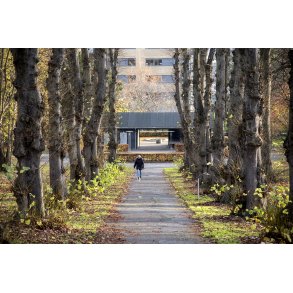 Indgangen til T�jhushaven, set fra indgangen og alleen fra Udbyh�jvej i Randers