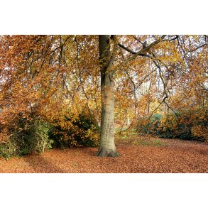 Efter�r i T�jhushaven i Randers