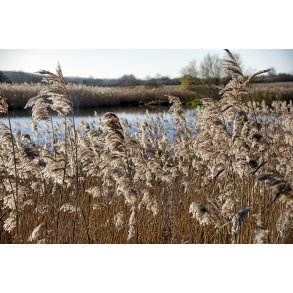 Efter�r i Vorup enge ved Guden�en