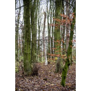 Skov p� Nordre F�lled i Randers