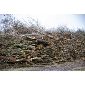 Ny f�ldet tr�, som er klar til afhentning p� Nordre F�lled i Randers