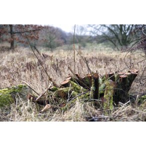 Tr�stubbe p� Nordre F�lled i Randers