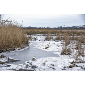 En kold vinterdag i Vorup enge med Randers i baggrunden