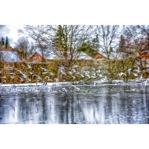 M�ger i flok flyver over den frosne s� i Doktorparken i Randers