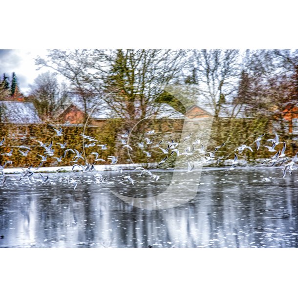 Mger i flok flyver over den frosne s i Doktorparken i Randers