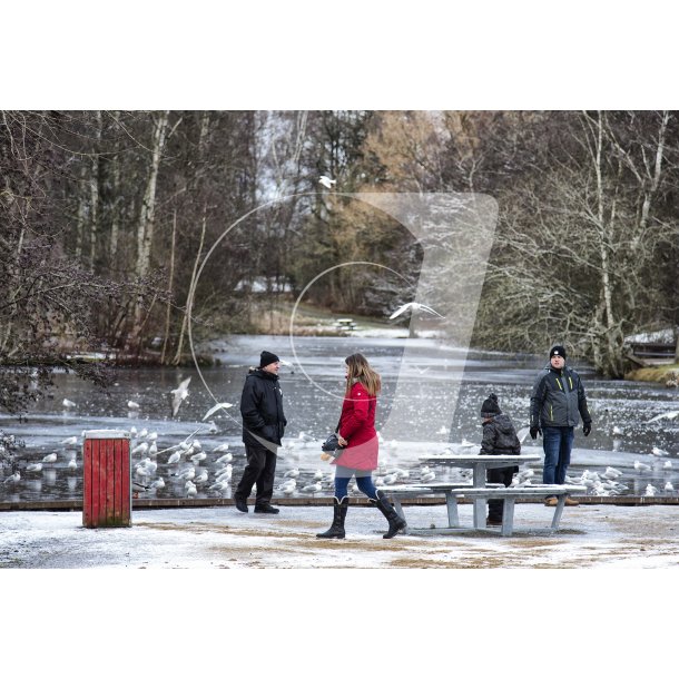 Vinter ved sen i Doktorparken i Randers