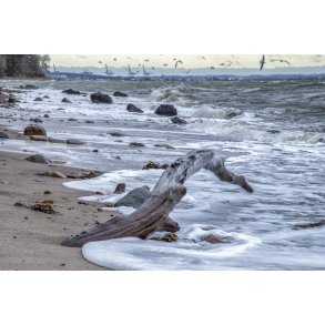 En bidende kold fabruar dag ved Fl�jstrup strand med Aarhus og m�ge flokke i baggrunden