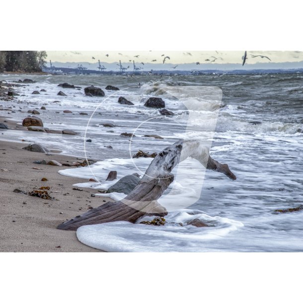 En bidende kold fabruar dag ved Fljstrup strand med Aarhus og mge flokke i baggrunden