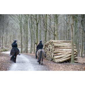 Ryttere rider forbi skovet tr� i Fl�jstrup skovene, en bidende kold februar dag