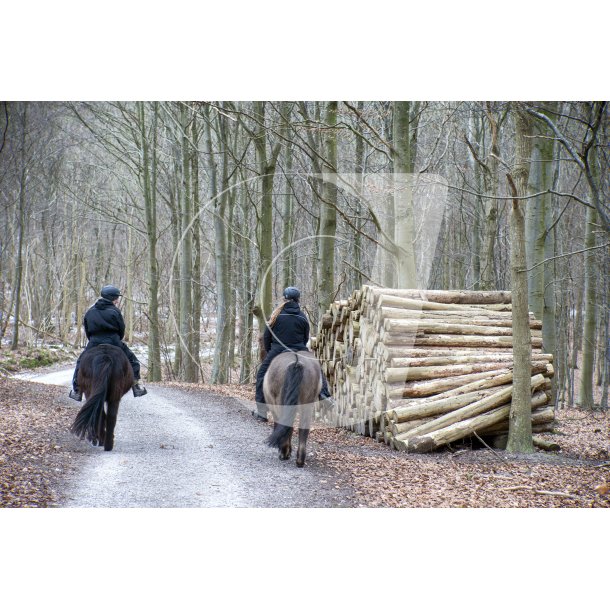 Ryttere rider forbi skovet tr i Fljstrup skovene, en bidende kold februar dag