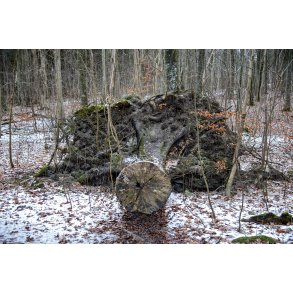 V�ltet tr� i Fl�jstrup skovene en kold februar dag