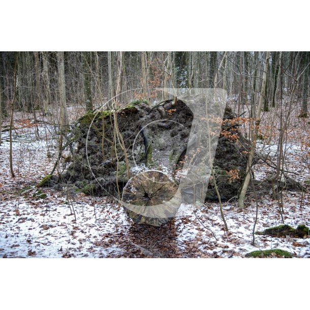 Vltet tr i Fljstrup skovene en kold februar dag