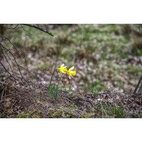 P�skeliljer i L�sten Bakker ved Randers