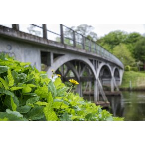 L�vetand eller Fandens M�lkeb�tte ved Amtmand Hoppes Bro ved Guden�en i Lang�