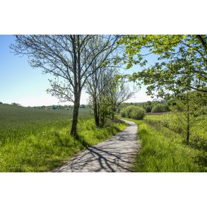 Den gamle vej mellem Langballe og Gl. Beder Landevej i udkanten af H�rret skov
