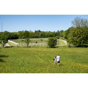 Hestefolde i udkanten af H�rret skov