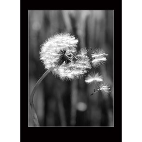 Dandelion
