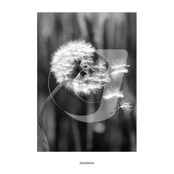 Dandelion