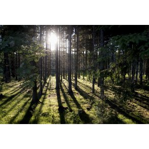 Solnedgang i granskov t�t p� Guden�en ved Bjerringbro