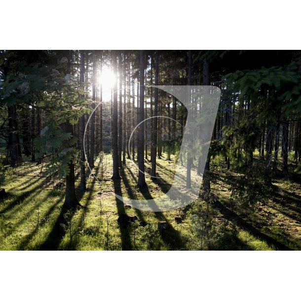 Solnedgang i granskov tt p Gudenen ved Bjerringbro