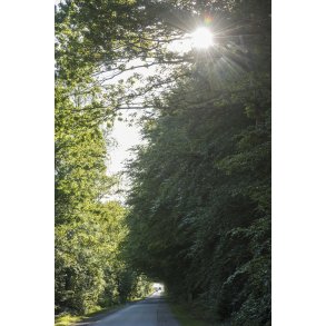 Vejen ved Mustard Point - Hvidstengruppen modtageplads under anden Verdenskrig