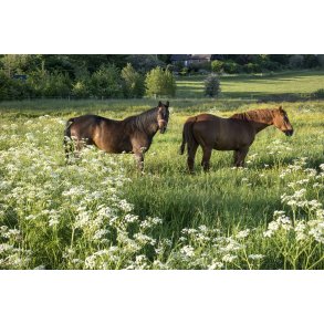 P� en vandretur p� Ulvholmruten ved K�rby, kan man v�re heldig at m�de disse smukke heste