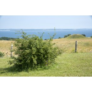 Udsigt over Ebeltoft Vig mod Ebeltoft fra Karpenhj Naturcenter p Mols