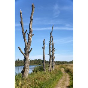 Udg�ede tr�er ved tr�kstien langs Guden�en, t�t p� Kongensbro