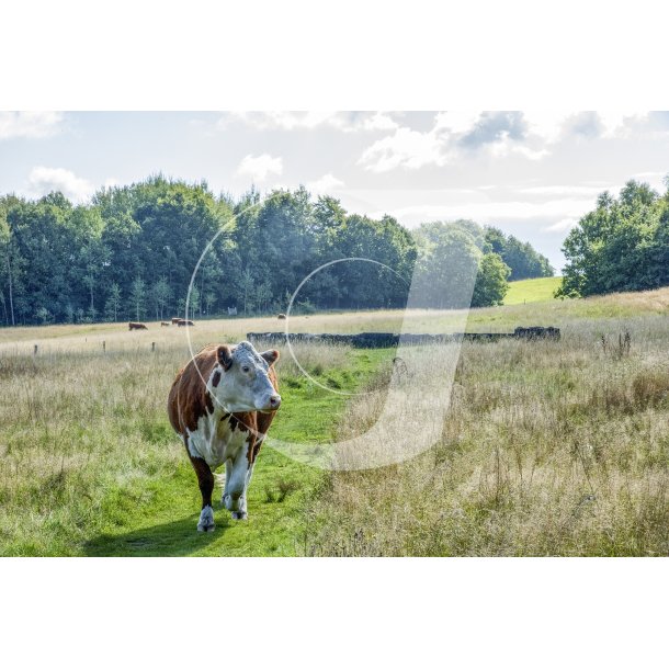 Nysgerrig Hereford ko ved Badebassinerne &#150; Danmarks frste vandland ved Gudenens udspring