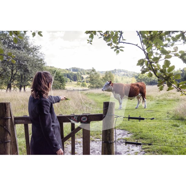 Hereford ko ved Badebassinerne &#150; Danmarks frste vandland ved Gudenens udspring