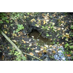 I Tinnet Krat pibler en den kilde op af jorden, som er Gudenens udspring