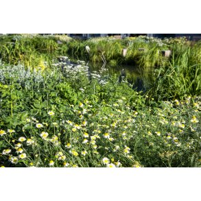 Regnvandsbassinet p� �stervold i Randers