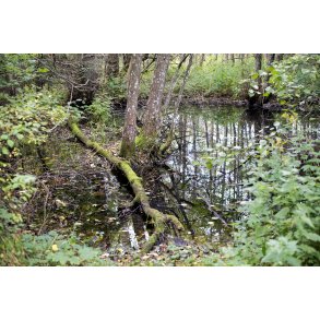 Vandhul i naturomr�de ved Egelund mellem Beder og Malling